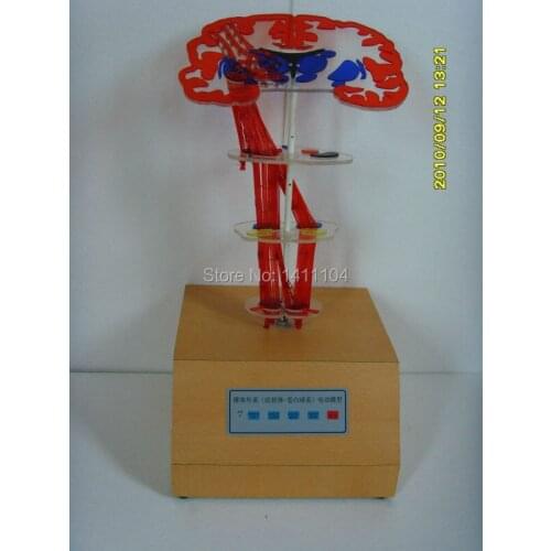 Free shipping&TThe electric model of extrapyramidalsystem.Striopallidal systemteaching and scientific demonstration