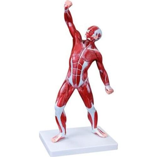 50cm Male Human Muscle Anatomy Model 1 Part