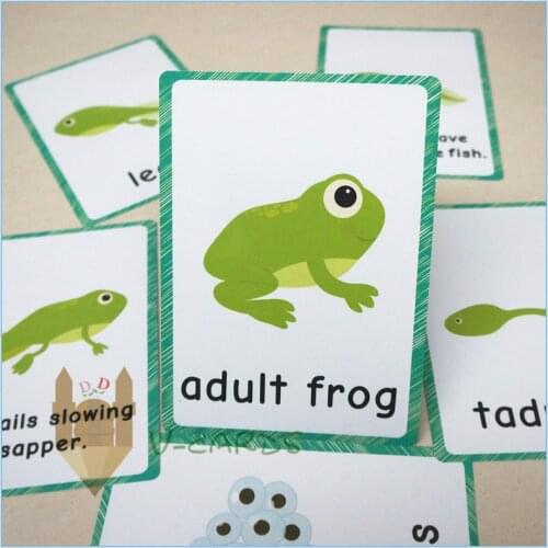 7pcs Montessori Baby Learning Cards Frog Growth And Change English Flash Cards For Children Early Educational Flashcards