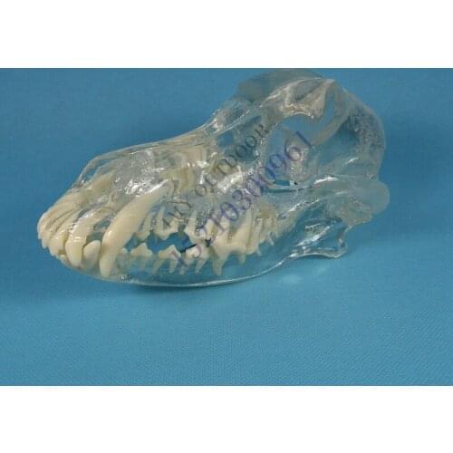 Dog tooth skull jaw teaching model veterinary Animal bones Dissection free shipping