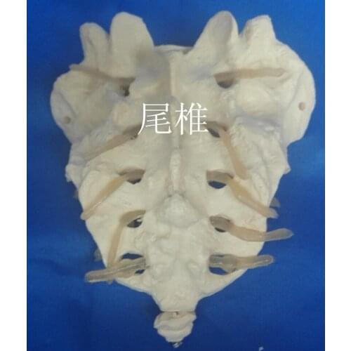 Human 1:1 Medical caudal model Medical teaching model free shipping