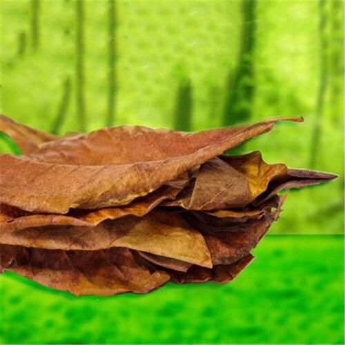 Natural Terminalia Catappa Aquarium Decoration Fish Tank Cleaning Tool Water Treatment Pure Lazy Olive Leaves Pet 10Pcs No Toxic