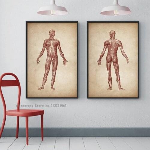 Vintage Human Muscular Anatomy Medical Clinic Wall Picture Skeleton Organ System Canvas Print Body Education Poster