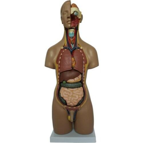 Medical teaching 55CM Unisex Torso 20 Parts