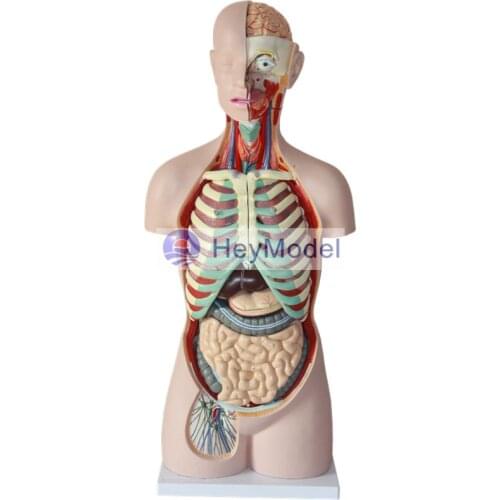 HeyModel 85cm Human body torso model with 17 different parts on display