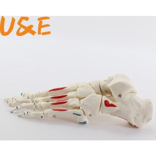 Life Size Foot Joints and bones Foot Anatomy Skeleton Human Foot and Ankle Model with shank bone Anatomical Models