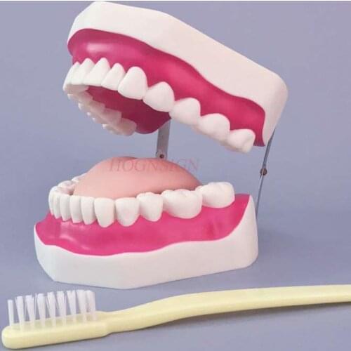 Tooth model oral cleaning nursing big denture toy kindergarten science brushing teaching props medical teaching aids