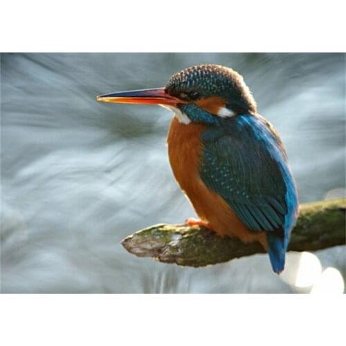 Full drill DIY diamond painting cross stitch picture with rhinestone diamond mosaic kits diamond embroidery lovely bird A6486R