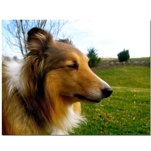 Shetland Sheepdog 5d diy Diamond mosaic full square round drill Embroidery Rhinestone Diamond Painting Cross Stitch cute pet