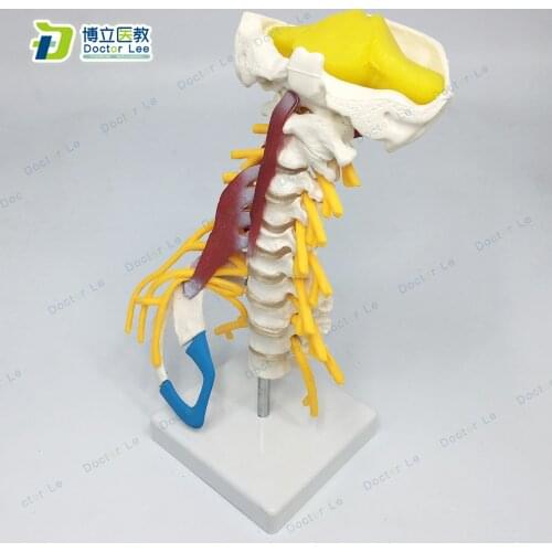 Real Life Human Spine Model 7 Vertebral with Muscle and Nerves for Medical Teaching