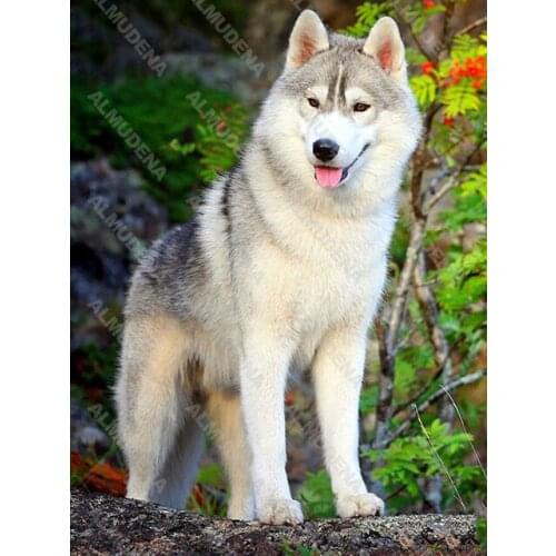 Diy Diamond Painting Pet Dog Literature and Art Nordic Style Full Inlaid Diamonds Handmade Dot Inlaid Diamond Bedroom Living