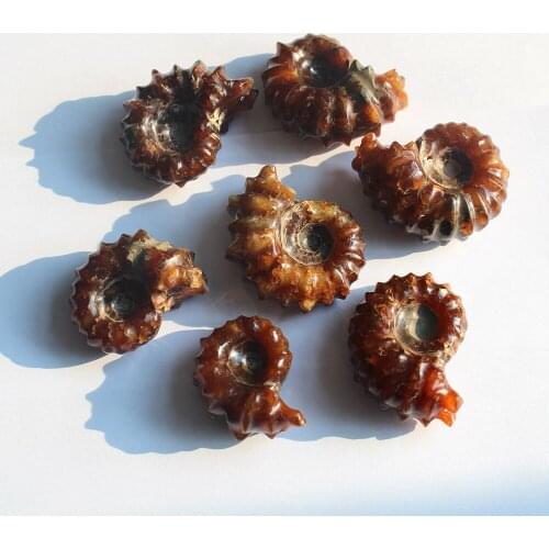 Natural Conch Fossil Snail Specimen