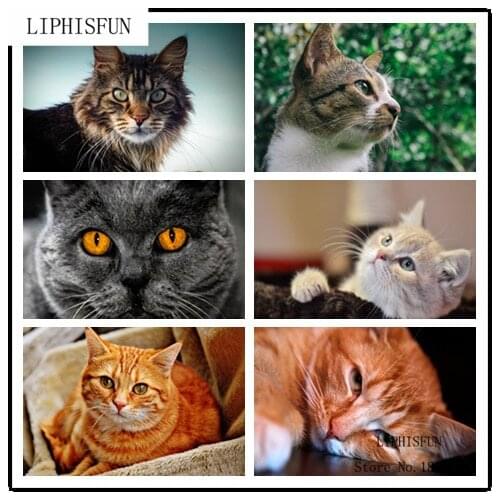 5D Diamond Painting Diy Diamond Painting Embroidery Cross Stitch Home Decor Full Diamond Mosaic Cat