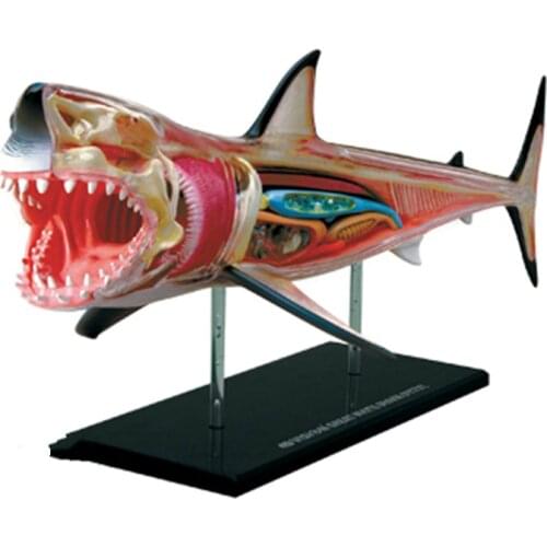 Puzzle assembling toy simulation animal creature shark organ anatomy medical teaching model