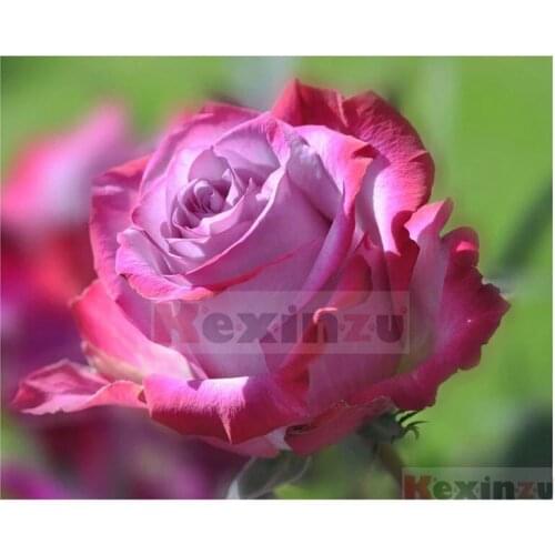 Kexinzu Full 5D DIY Square/Round Drill Diamond Painting "Flower" 3d Diamond Embroidery Cross Stitch Decor Gift Ke48