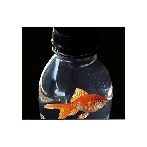 2 Pcs/Lot Fish In A Bottle Magic Tricks,Mentalism,Stage Magic Props, Illusions,Close-Up,Comedy,Street,Magia Toys,Classic,Joke