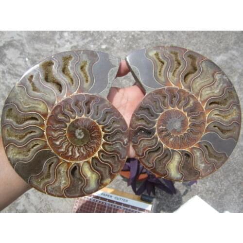 1160g(2.55 lb) 1 Pair Half Cut Ammonite Shell Fossil Specimen Madagascar