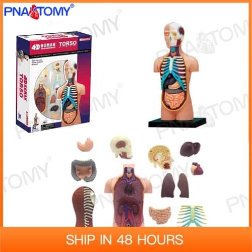 Human Torso Anatomical Model Skeleton Detachable DIY Toy Educational Equipment With Manual 4D MASTER 32 PCS Body Anatomy