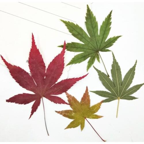 120pcs Pressed Dried Flower Maple Filler For Epoxy Resin Jewelry Making Postcard Frame Phone Case Craft DIY