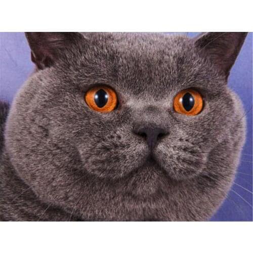 Cat Animal Printed 11CT Cross Stitch Kit DIY Embroidery DMC Threads Sewing Handmade Hobby Knitting Needle Wholesale Decor