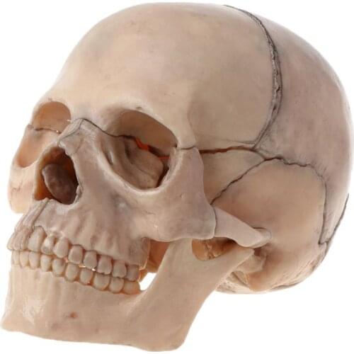 15pcs/set Detachable Skull Model Human Adult 1:2 4D Disassembled Skull Anatomical Model Detachable Medical Teaching Tool