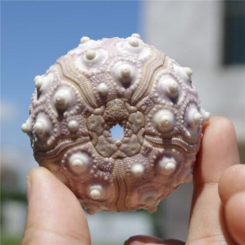 3pcs Natural sea urchins pink dream sea urchin shell design window decoration decoration Mediterranean home DIY wall