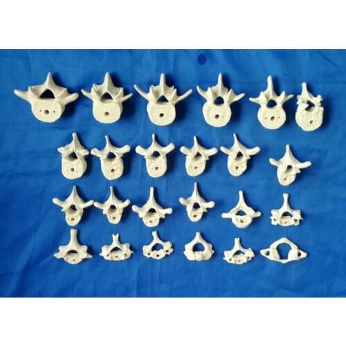 PVC Human Spine Model Humans Skeleton Model Medical Teaching Model Medical Skeleton Bones Medical Science Anatomical Study