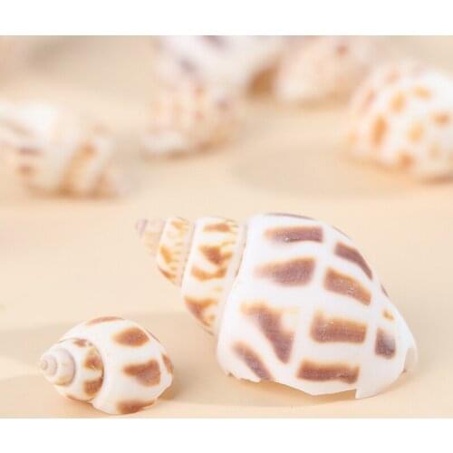 50pcs Natural Shell Aquarium Landscape Decoration Home Decoration Party Jewelry Pendant Accessories