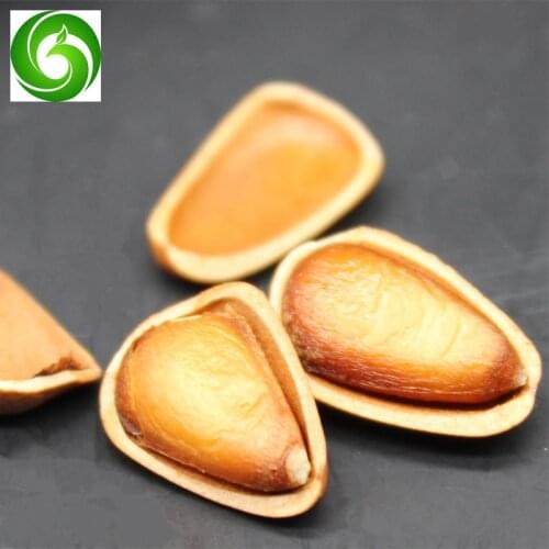 Pine nut,hazelnut , Aperture pine nut,Aperture pine nut
