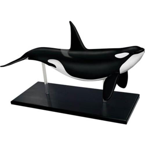 4d Whale Animal Anatomy Model Skeleton Medical Master Puzzle Assembling Toy Teaching Aid Laboratory Education Equipment