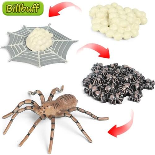 Hot Sale Insect Animal Model Simulation Spider Growth Cycle Action Figures Miniature Cognition Educational Toy for children Gift