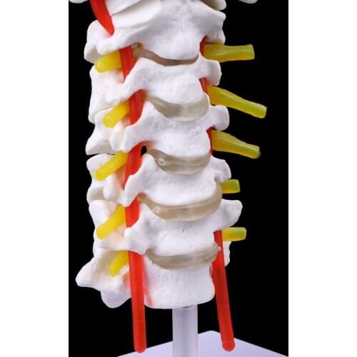 2021 New Cervical Vertebra Arteria Spine Spinal Nerves Anatomical Model Life Size