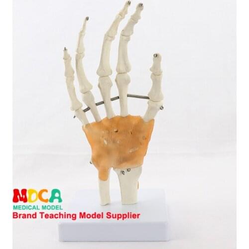 Flexible hand joint model hand bone model wrist joint ligament palm bone skeleton medical teaching MSG004