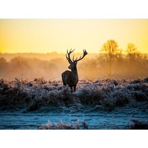 GATYZTORY DIY Painting By Numbers Deer Animals Oil Painting HandPainted Drawing On Canvas Acrylic Painting Home Decor