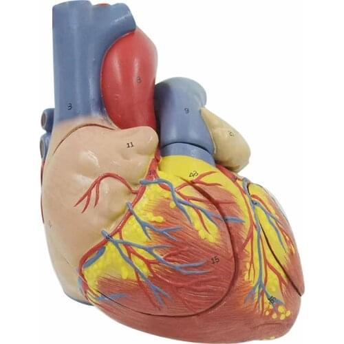 Cardiovascular model four parts of human heart enlargement model