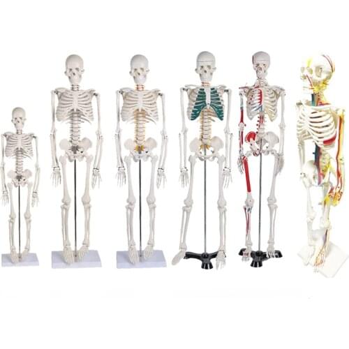 45CM 85cm Human Skeleton Model Anatomical Anatomy human Flexible Medical anatomical boneco toy in medical science supplies