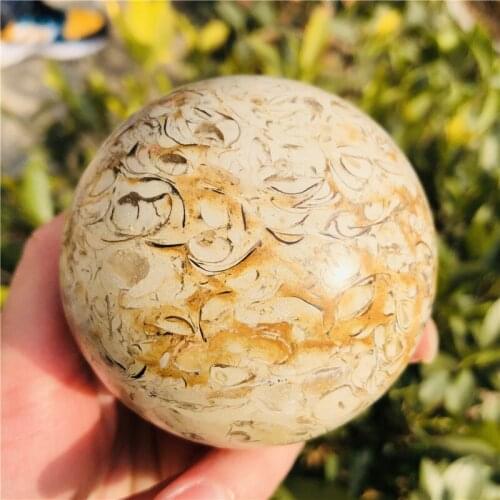 5-8cm Natural Dinosaur Bone Fossil Ball with wood Stand Healing Crystal Gemstone sphere