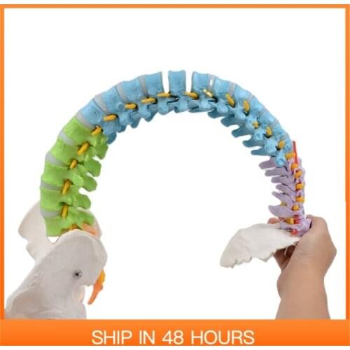 Flexible Colored Human Spine Model Manikin Medical Science Life Size School Educational Models PNT-D121C PNATOMY