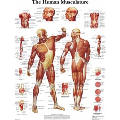 An anatomical poster with a distribution of human muscles. Suit for teaching