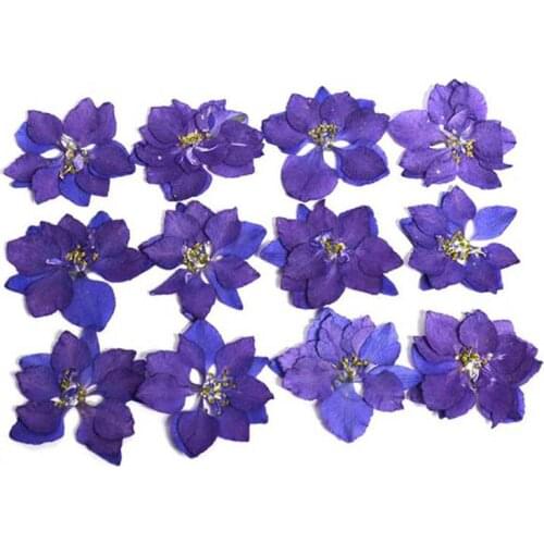 120pcs Pressed Dried Natural Purple Consolida Ajacis Flowers Plants Herbarium For Jewelry Phone Case Frame Postcard Bookmark DIY