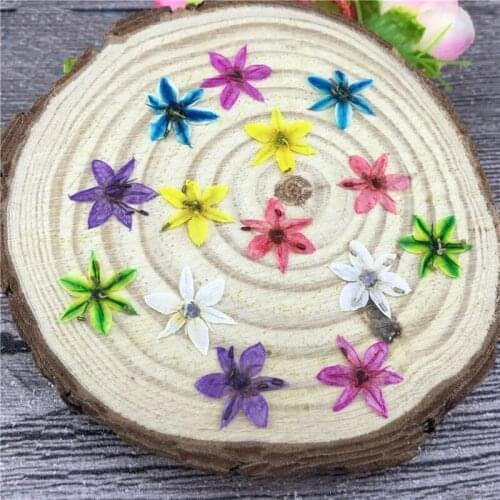 60pcs Pressed Dried Leek Flower Herbarium For Nail Art Face Make UP Epoxy Resin Jewelry Frame Phone Case Craft DIY