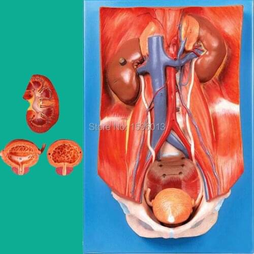 Human Urinary System Model, urinary system attached to the posterior abdominal wall model