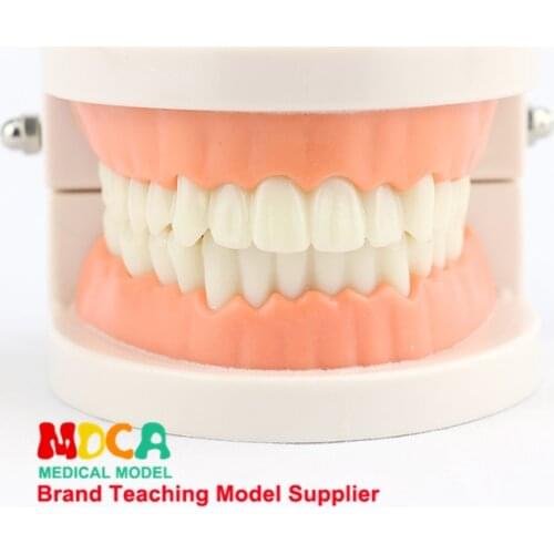 Early dental anatomy model tooth care brushing instruction model oral health care teaching MYC001