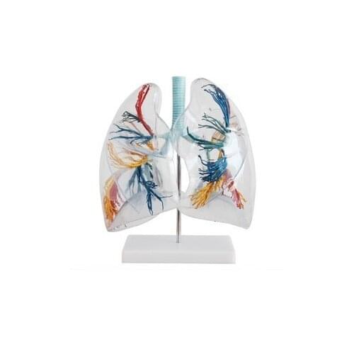 Transparent lung segment model anatomical model left right lungs bronchial tree structure to make respiratory system teaching