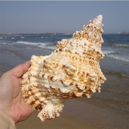 HOME FURNISHING MARINE SEA DECORATION 20-25CM BIG CONCH NATURAL ORNAMENTS SHELL WEDDING/FESTIVAL/PARTY DECORATION GREAT GIFT
