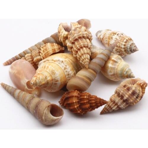 10pcs Natural Sea Shell Conch Aquarium Landscape Decoration Home Party Decoration Jewelry Pendant Accessories DIY Shell Crafts