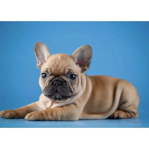 Rhinestones painting Diamond embroidery French bulldog Home Decor art 5D DIY Diamond painting full square mosaic pattern FG2094