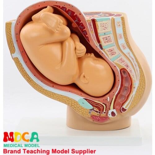 Maternal Fetal Growing Model Full-Term Fetus Infant Hospital Midwifery Pelvic Cavity Family Planning Medical Teaching