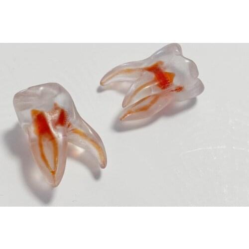 Endo Files Practise Upper Molar B Teeth Red Pulp Model Root Canal Dental Blocks Student 3D Simulation Tooth Replicas