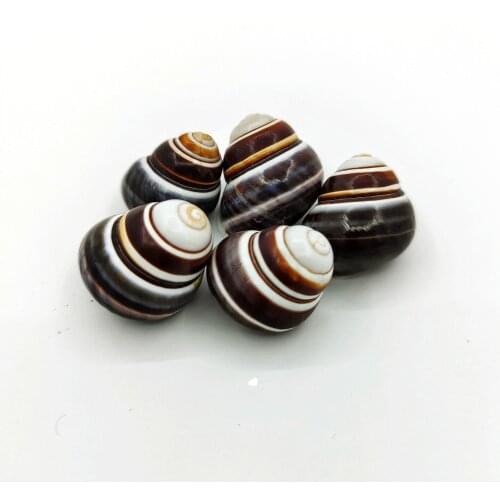 Natural black threaded snail shell line elegant childrens toy home decoration photography props